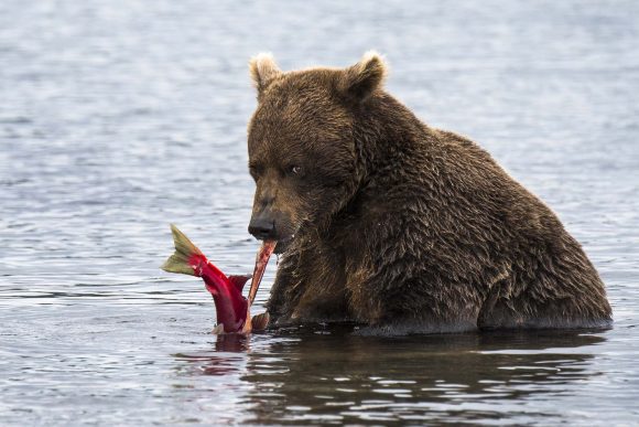 דוב אוכל סלמון, אגם קוריל