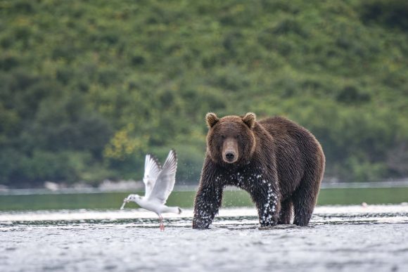 דוב באגם קוריל