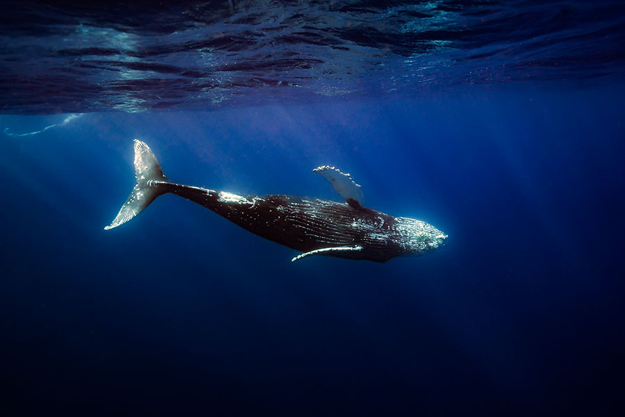 Humpback Whale - uri magnus photographer